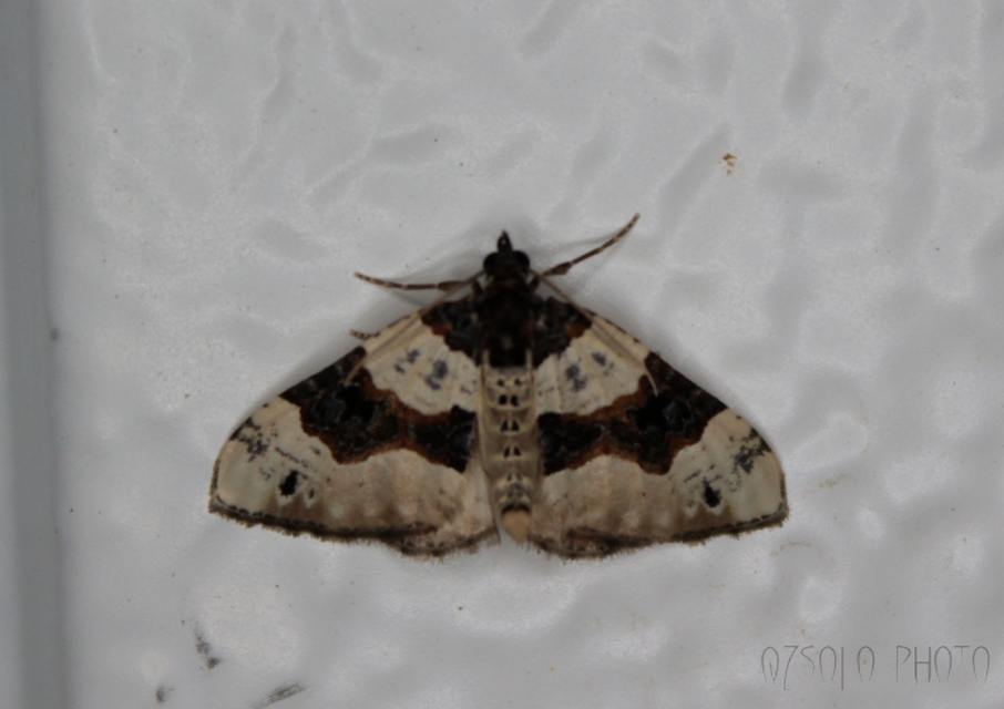 Cosmorhoe ocellata - szemes galajaraszoló