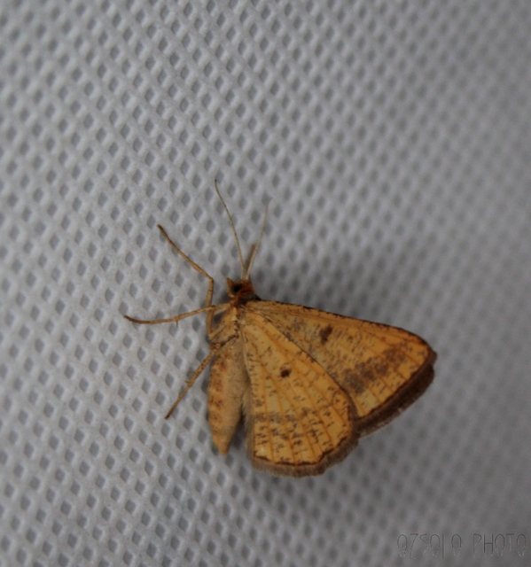 Tephrina arenacearia - lucerna-araszoló