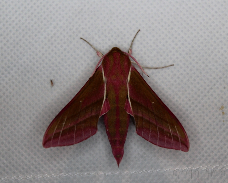 Deilephila elpenor - szőlőszender