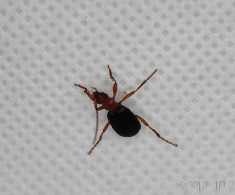 Brachinus