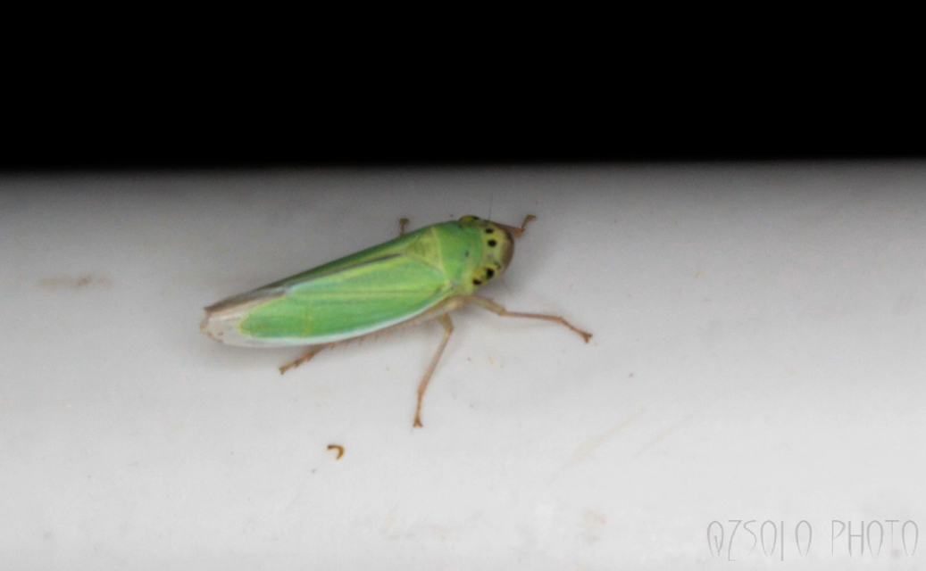 Cicadella viridis - méregzöld kabóca