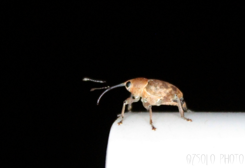 Curculio glandium - tölgymakkzsuzsóka