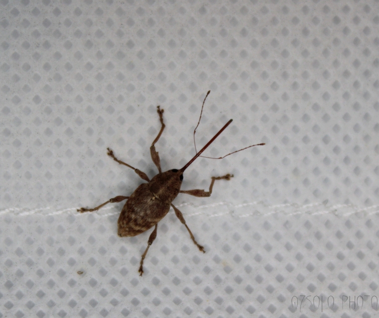 Curculio elephas - gesztenyezsuzsóka