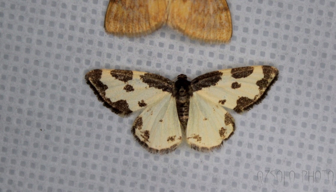 Lomaspilis marginata - szegélyes nyárfaaraszoló