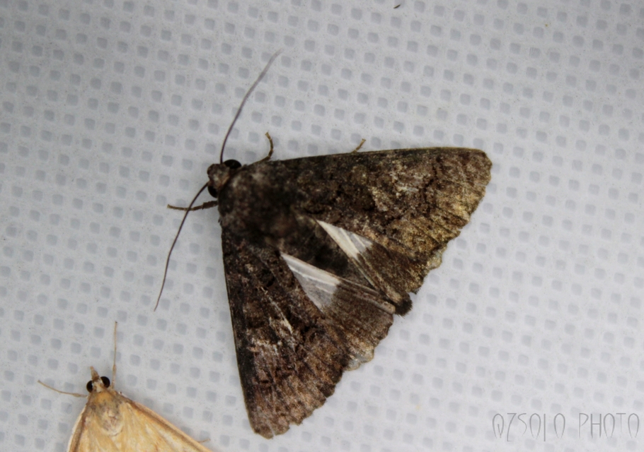Anophia leucomelas - déli folyófűbagoly