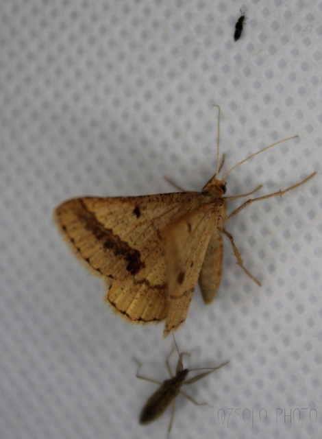 Tephrina arenacearia - lucerna-araszoló