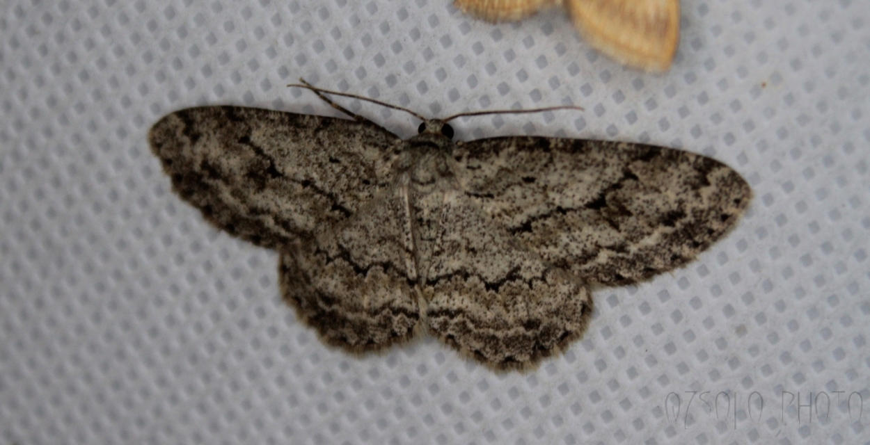 Ectropis crepuscularia - avararaszoló