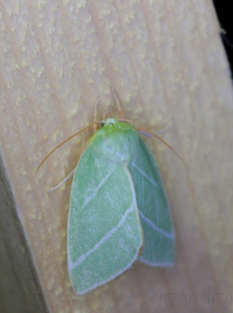 Pseudoips prasinana - bükkfa-zöldbagoly