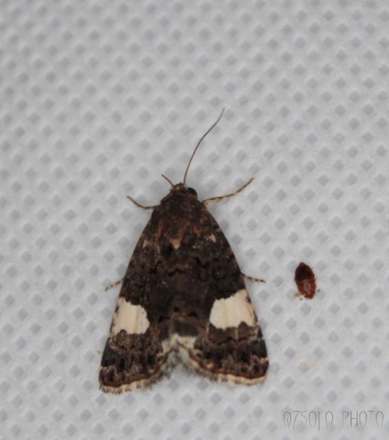 Tyta luctuosa - fekete nappalibagoly