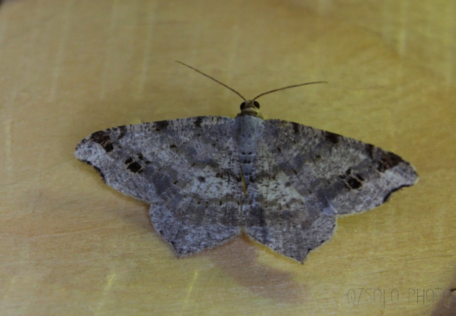 Macaria alternata - közönséges szürkearaszoló