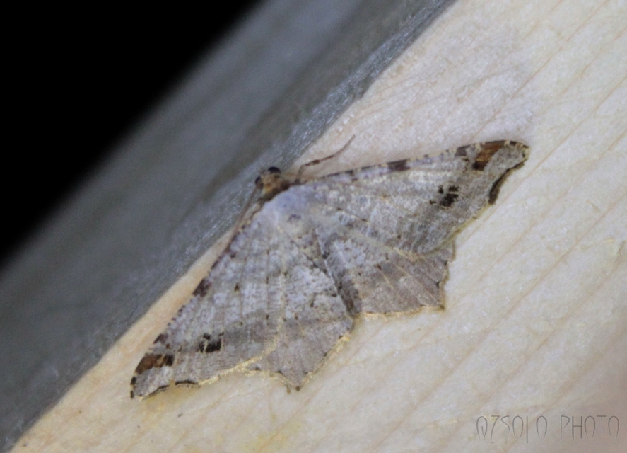 Macaria alternata - közönséges szürkearaszoló