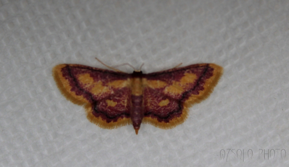 Idaea muricata - mocsári pirosaraszoló