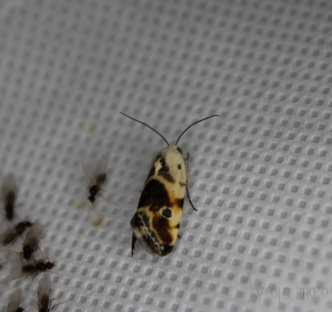 Ponometia candefacta - parlagfűbagoly