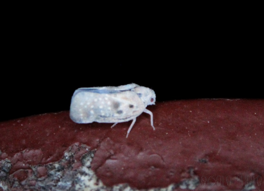 Metcalfa pruinosa - amerikai lepkekabóca