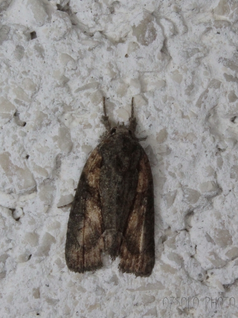 Bryophila raptricula/felina