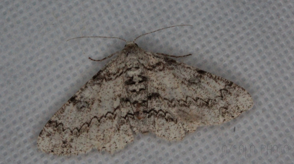 Ascotis selenaria - holdas faaraszoló