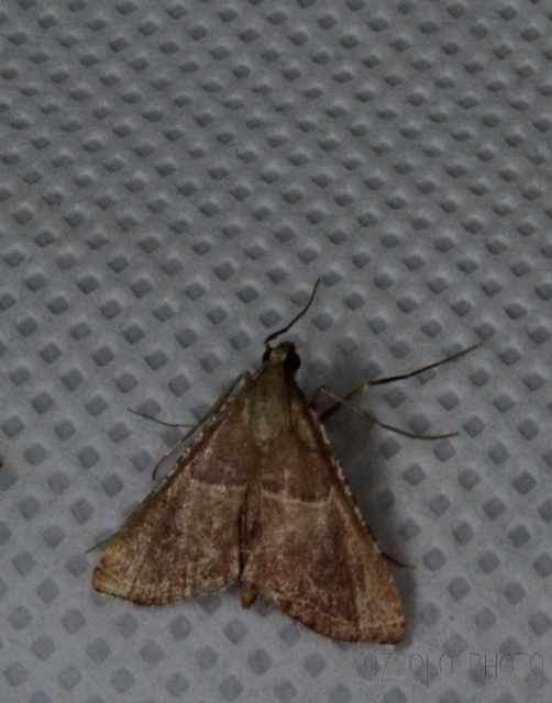Endotricha flammealis - tüzesszárnyú fényilonca