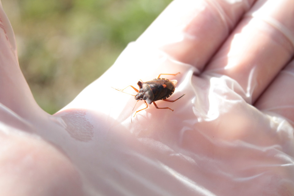 Pentatoma rufipes - vöröslábú címerespoloska Pentatoma rufipes - vöröslábú címerespoloska