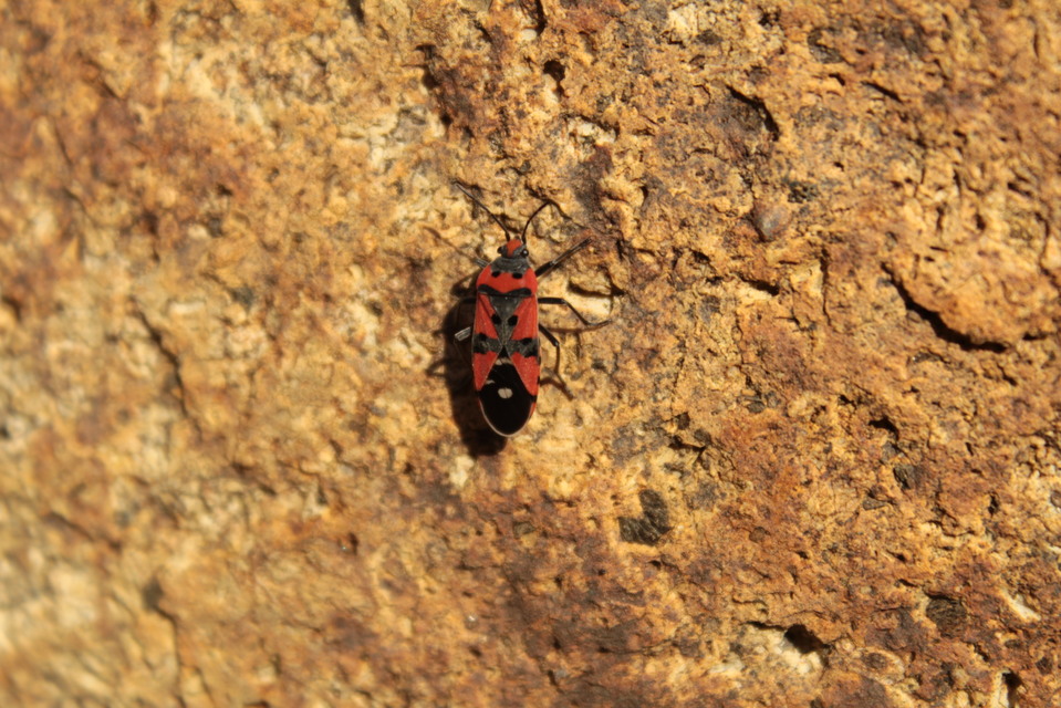 Lygaeus equestris/simulans