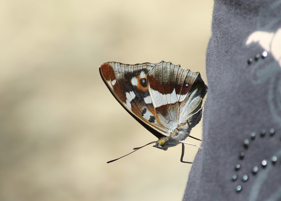 Apatura iris - nagy színjátszólepke