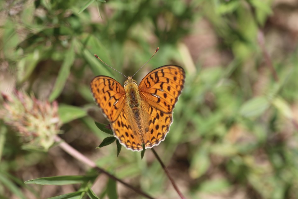 Argynnis adippe - ezüstös gyöngyházlepke