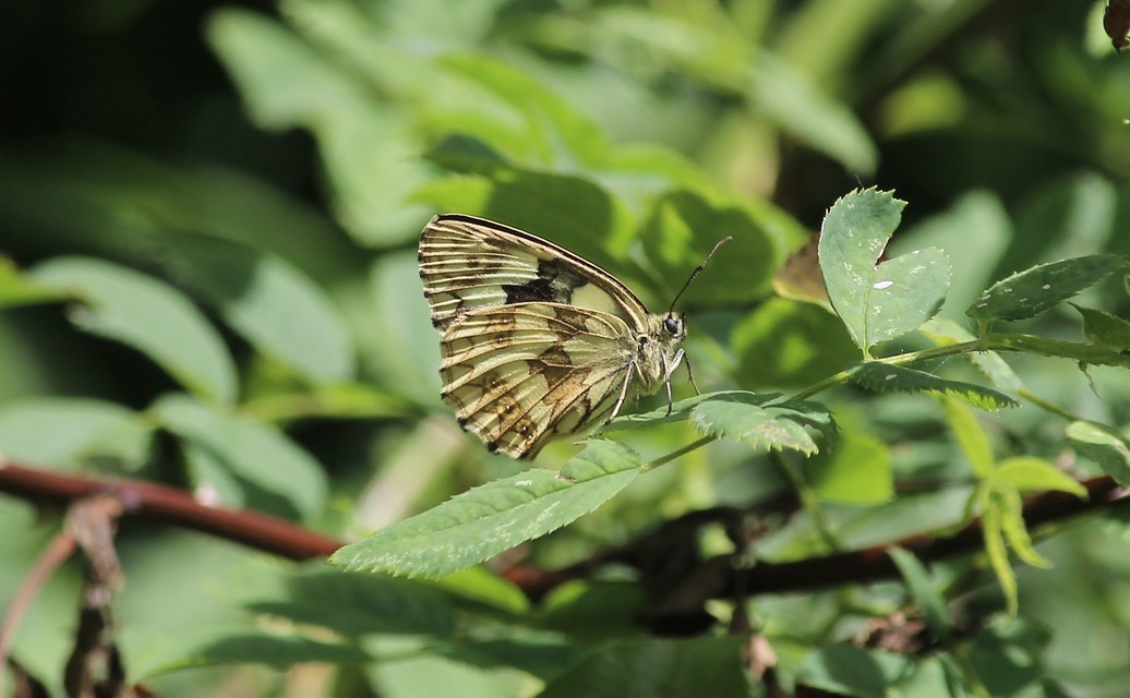 Melanargia galathea - sakktáblalepke