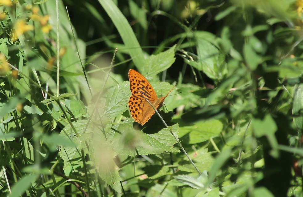 Argynnis paphia - nagy gyöngyházlepke