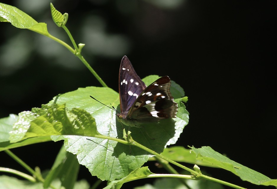 Apatura iris - nagy színjátszólepke