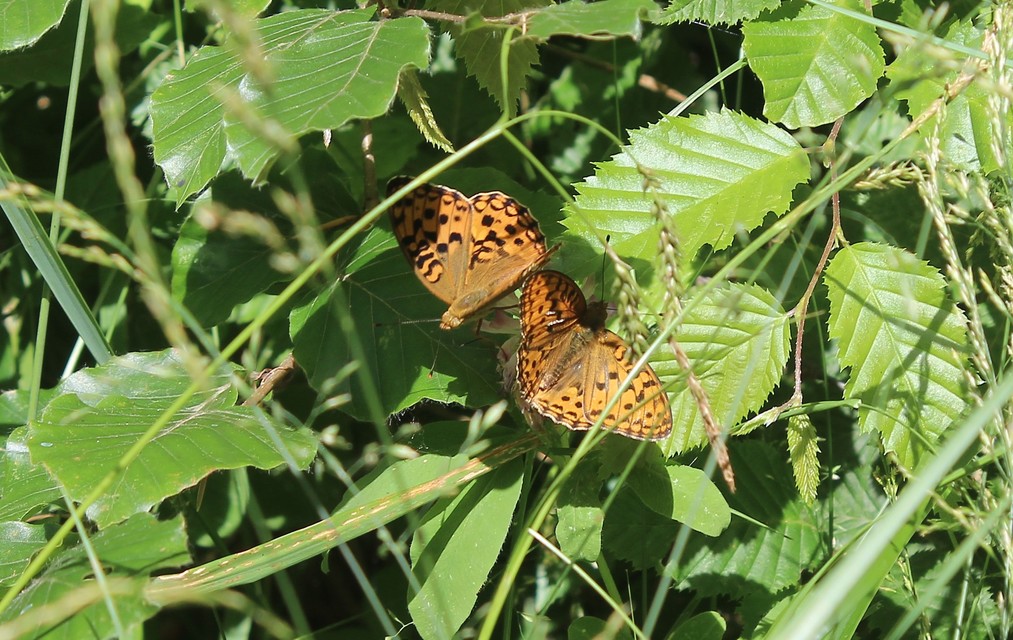Argynnis adippe - ezüstös gyöngyházlepke