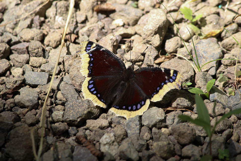 Nymphalis antiopa - gyászlepke