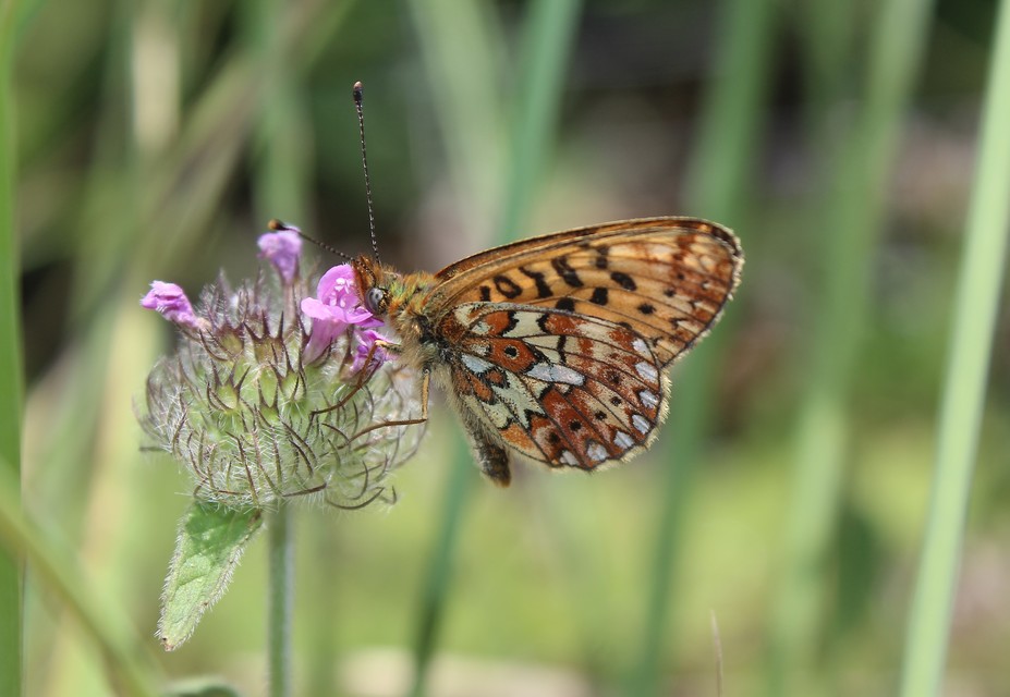 Boloria euphrosyne - árvácska-gyöngyházlepke