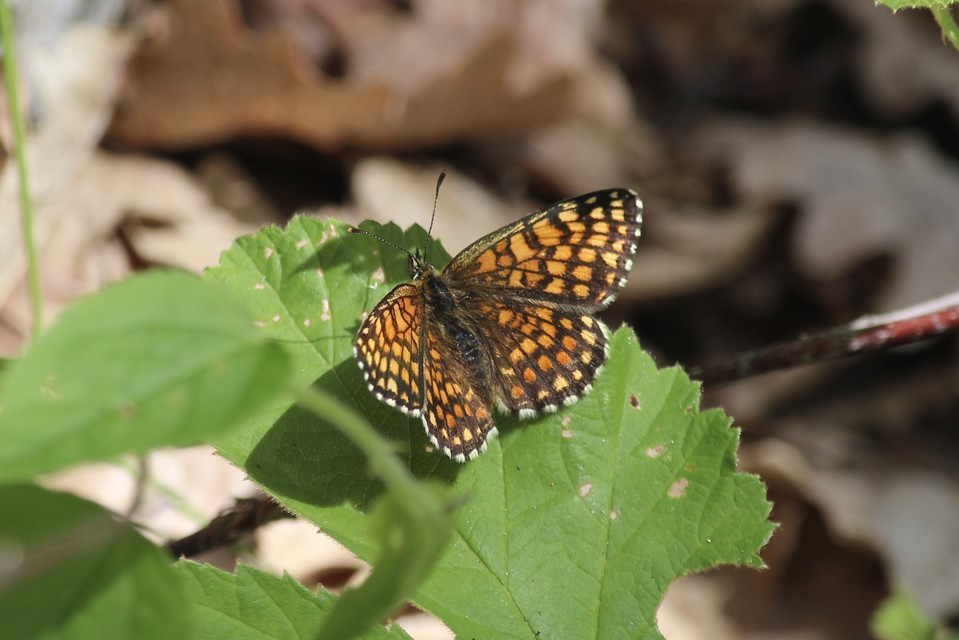 Melitaea athalia - közönséges tarkalepke
