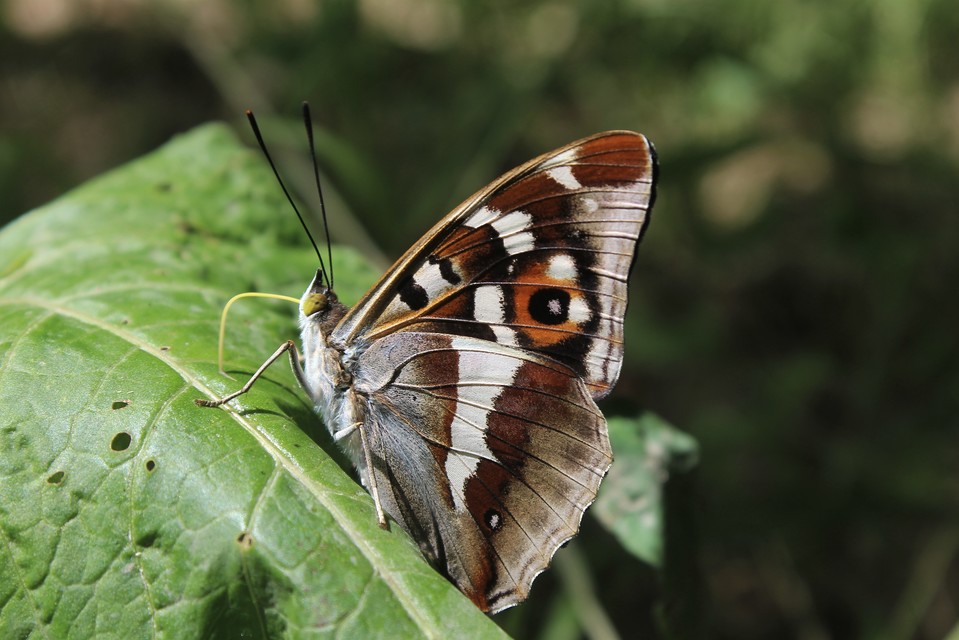 Apatura iris - nagy színjátszólepke