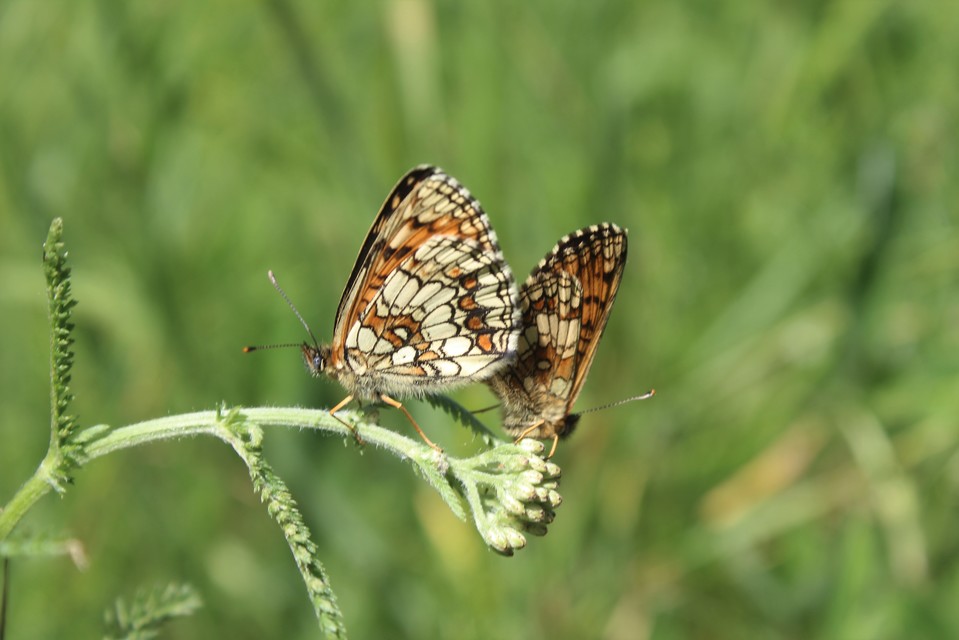 Melitaea athalia - közönséges tarkalepke