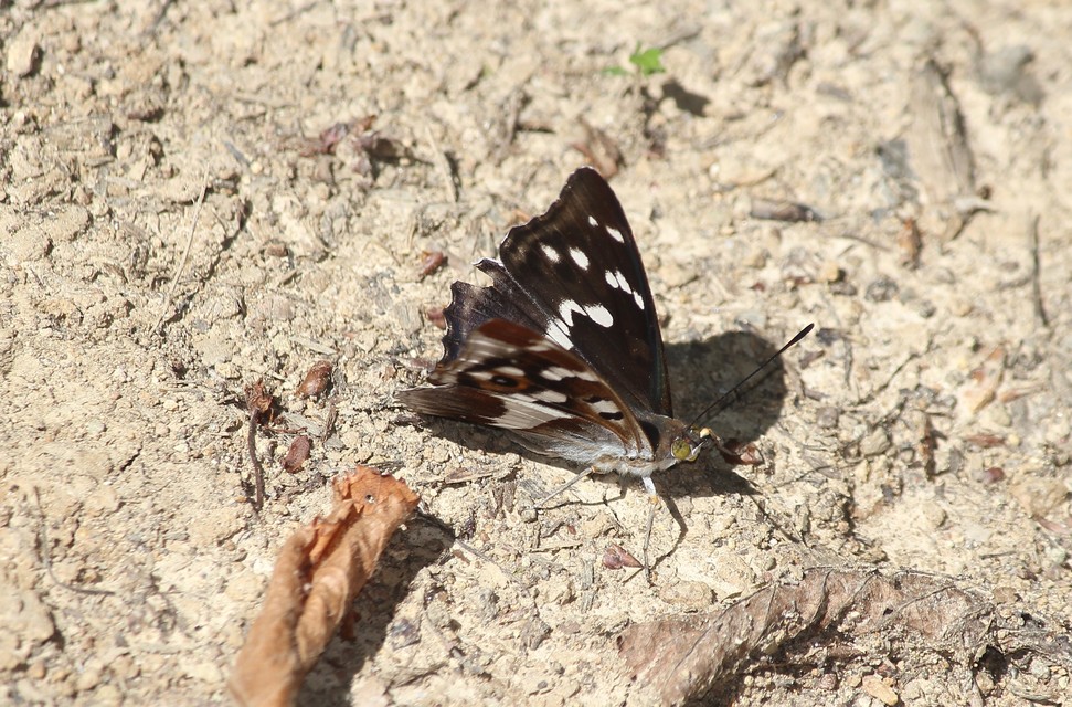Apatura iris - nagy színjátszólepke