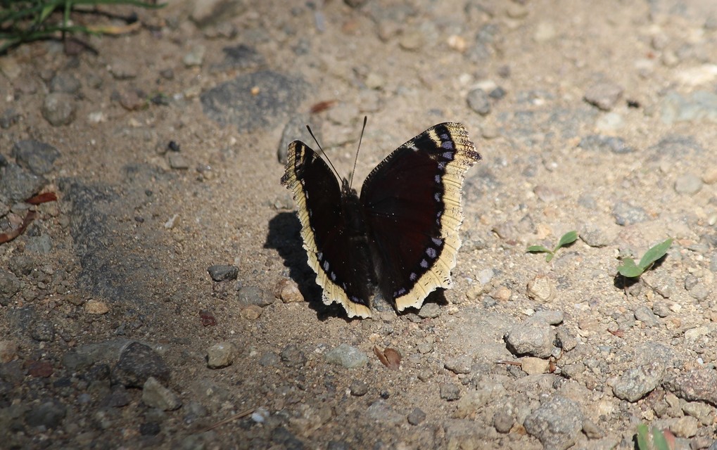 Nymphalis antiopa - gyászlepke