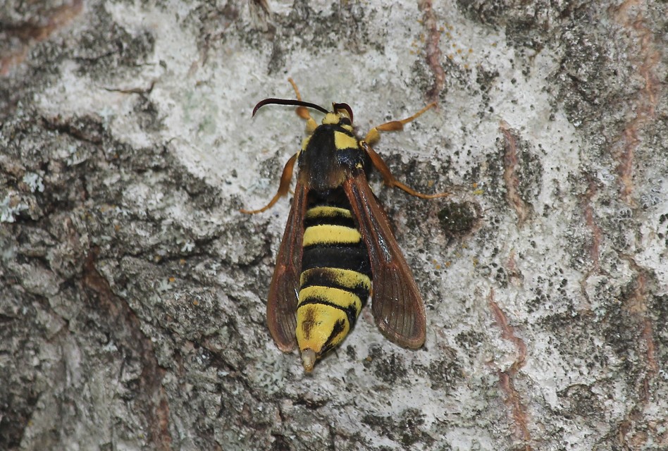 Sesia apiformis - darázslepke