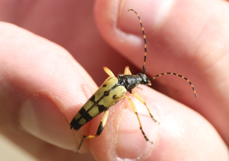 Rutpela maculata - tarkacsápú karcsúcincér
