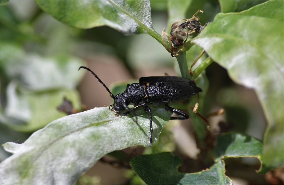 Stictoleptura scutellata - hegyi virágcincér