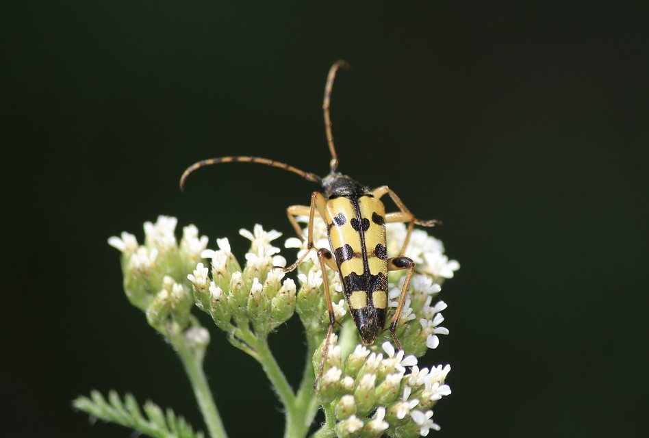 Rutpela maculata - tarkacsápú karcsúcincér
