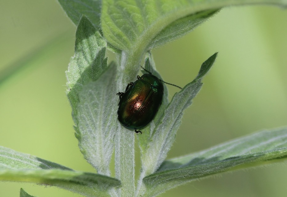 Chrysolina herbacea - zöld mentalevelész