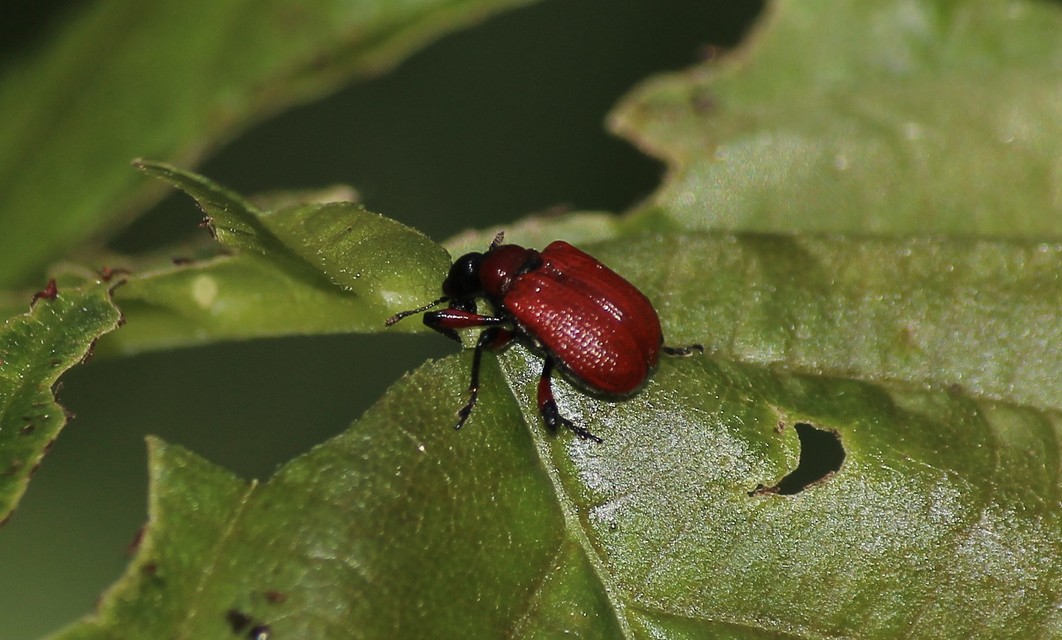 Apoderus coryli - mogyoró-levélsodró
