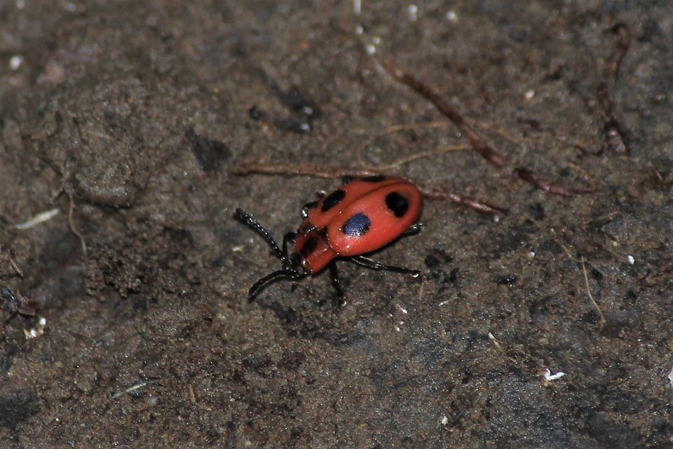 Endomychus coccineus - négypettyes álböde