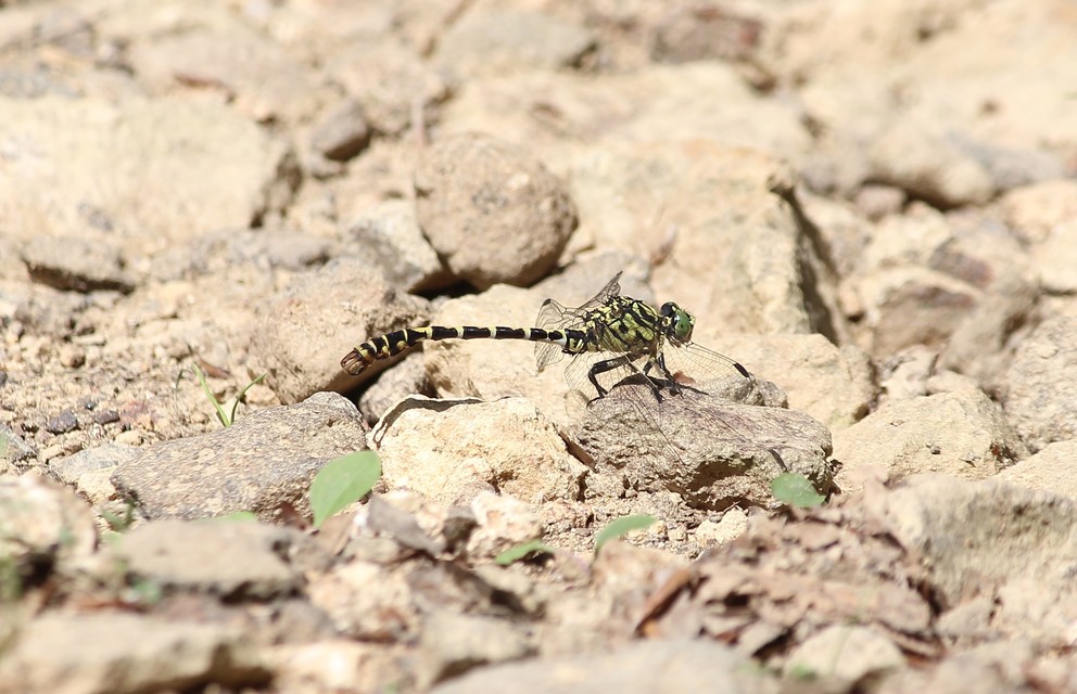 Onychogomphus forcipatus - gyűrűs folyami-szitakötő
