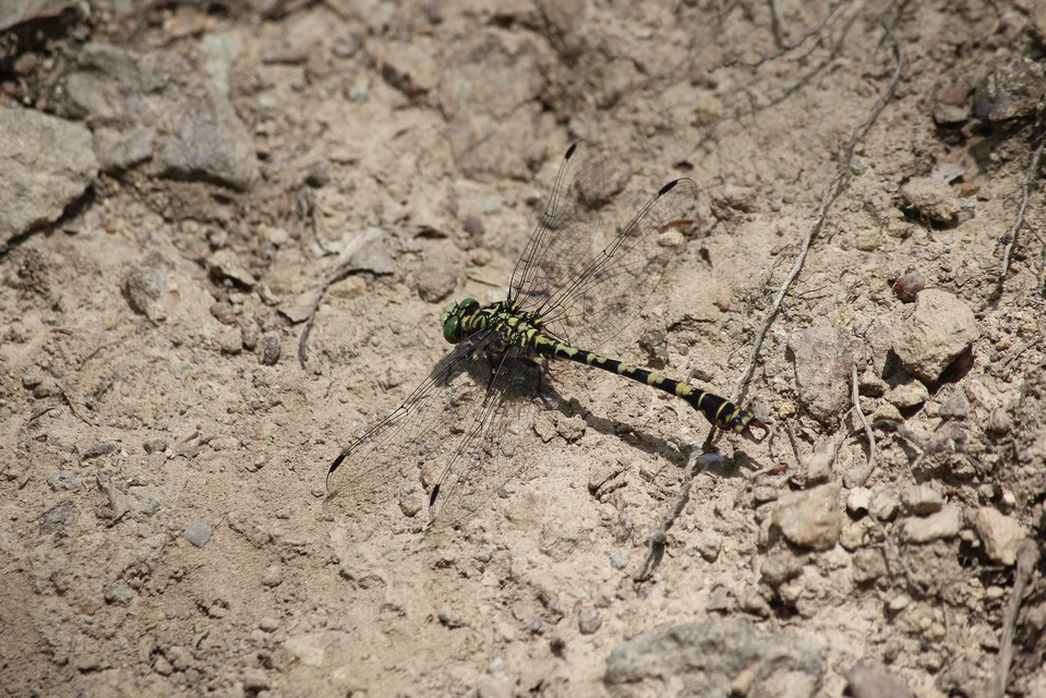 Onychogomphus forcipatus - gyűrűs folyami-szitakötő