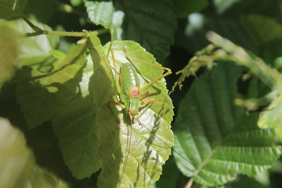 Barbitistes constrictus - északi málnaszöcske