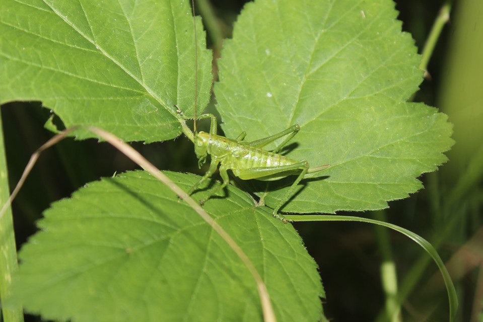 Tettigonia