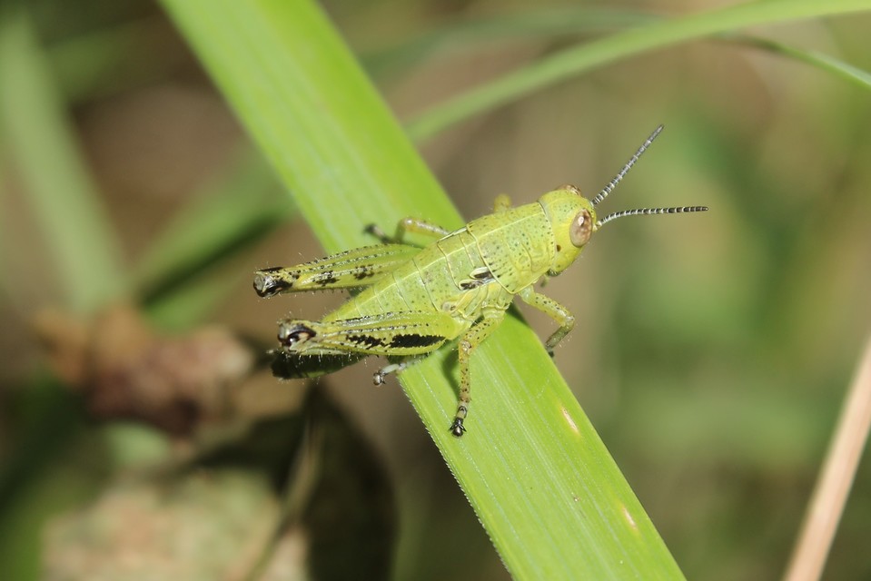 Pseudopodisma nagyi - Nagy-hegyisáska
