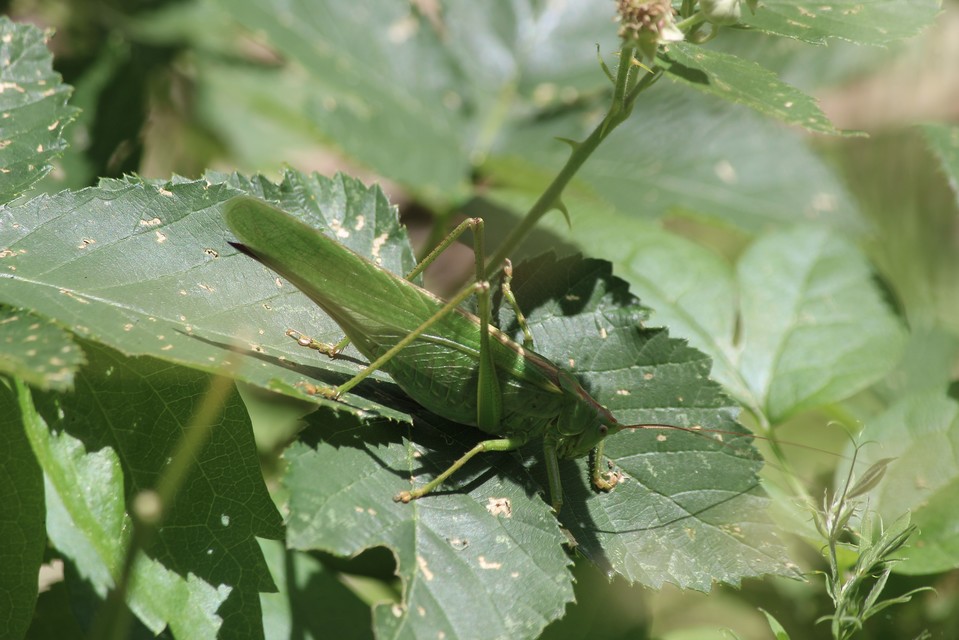 Tettigonia viridissima - zöld lombszöcske
