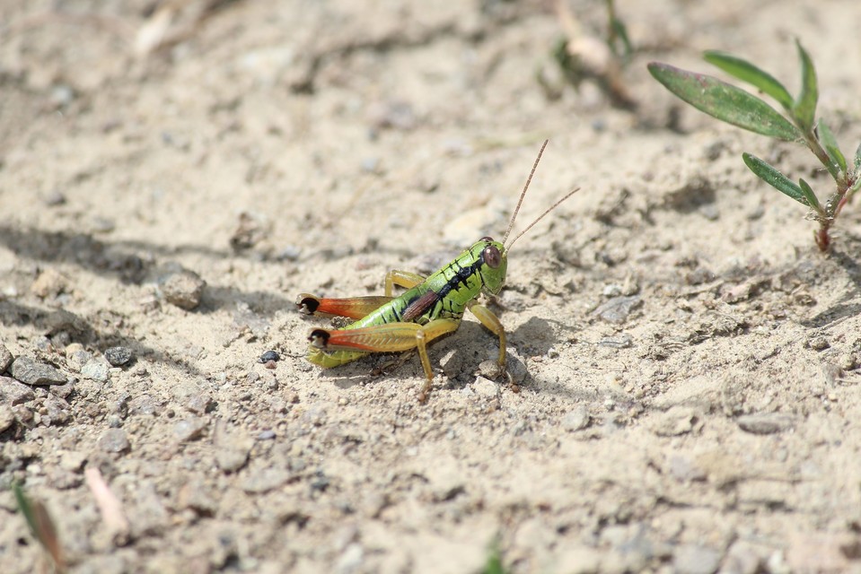 Pseudopodisma nagyi - Nagy-hegyisáska